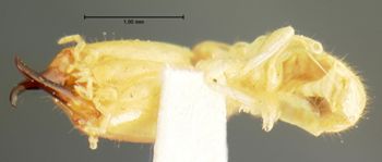 Media type: image;   Entomology 6491 Aspect: habitus ventral view